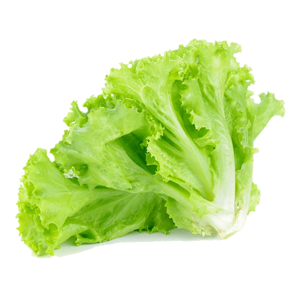 Alface Crespa Padovini Un