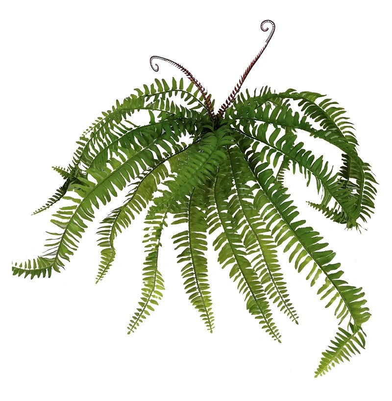 Buque Samambaia Comprida Luxo X15 70cm 1066 Mc Flores