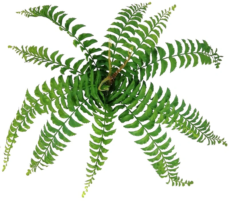 Buque Samambaia Larga Luxo X15 60cm 1135 Mc Flores