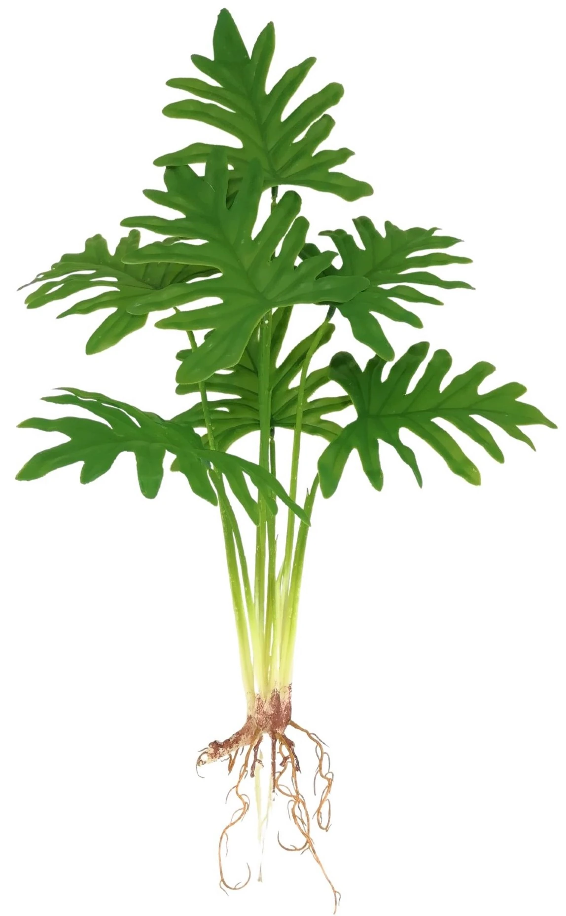 Planta Imbe Raiz Luxo 66 Cm 1208 Mc Flores