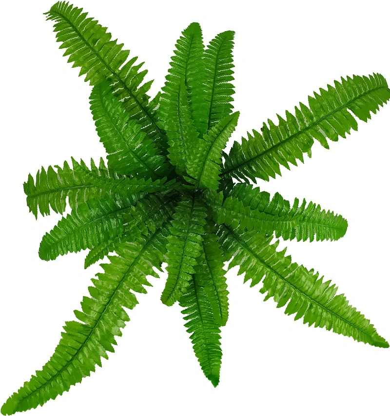 Buque Samambaia X18 59cm 1307 Mc Flores