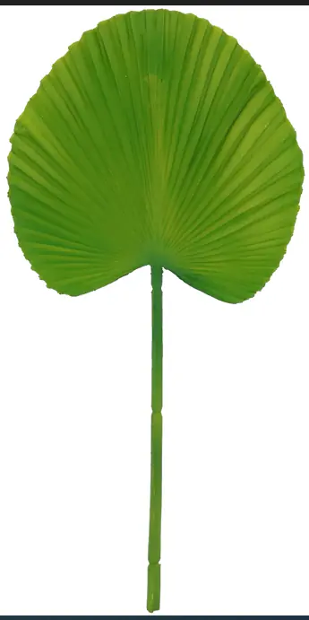 Folha Latania Latex 36cm 2187 Mc Flores