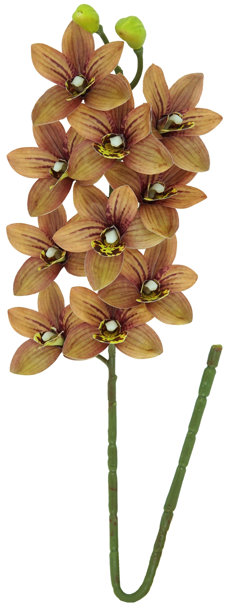 Haste Orquidea Cymbidium X10