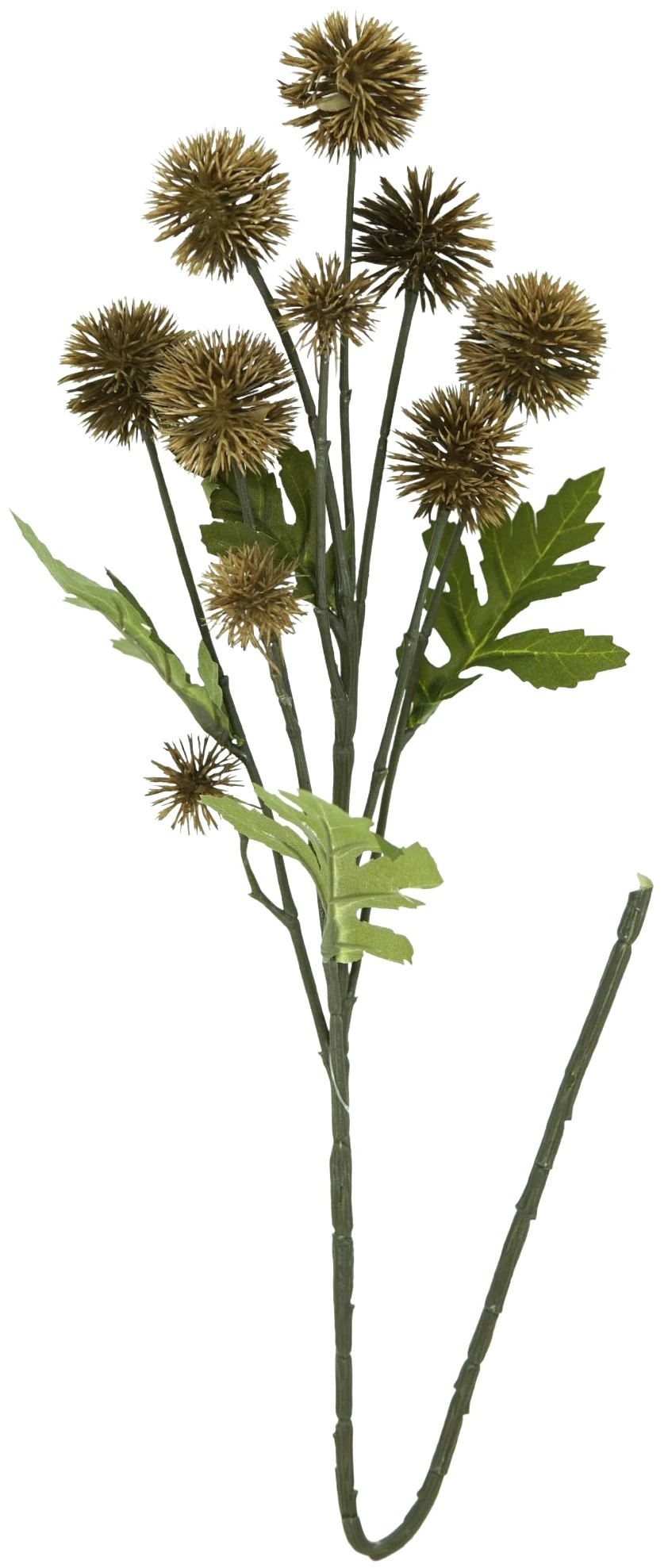 Haste Erigium Desidratada