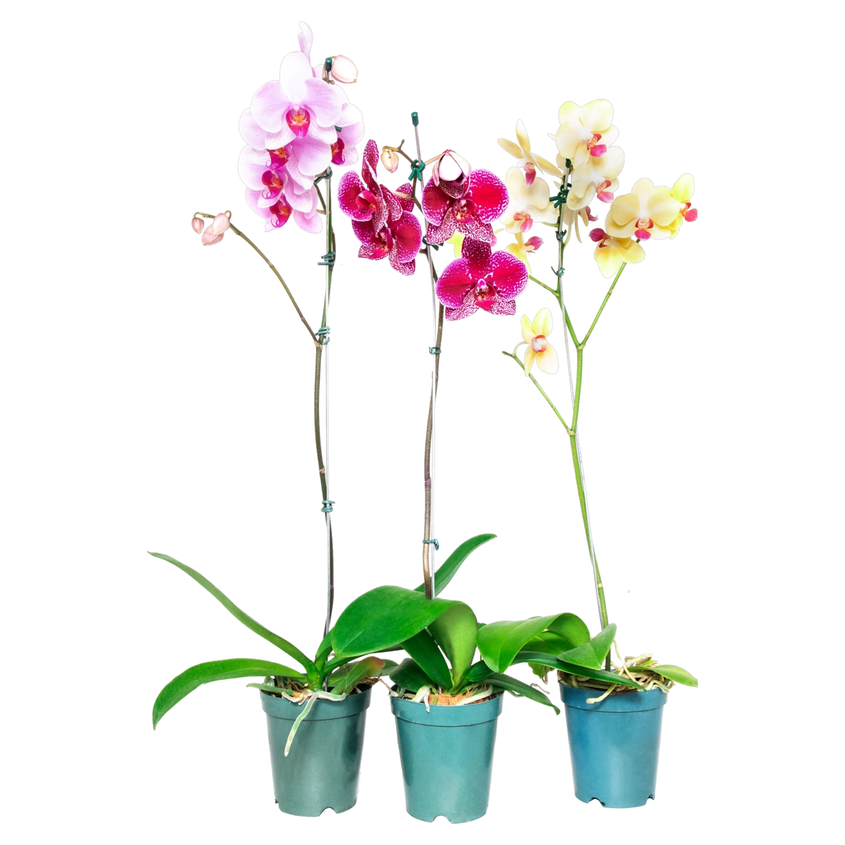 Orquídea PT12 Phalaenopsis VIVARIUM