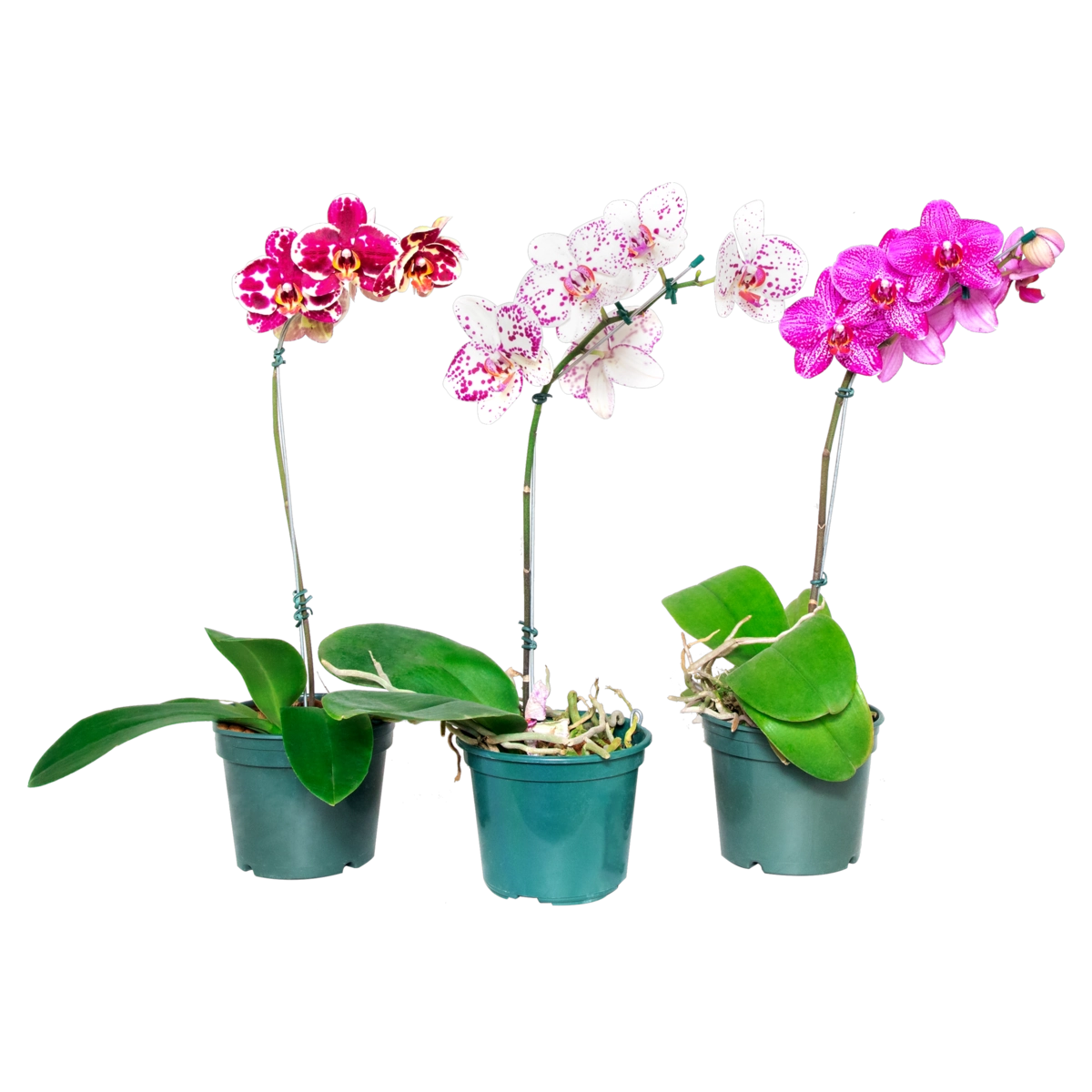 Orquídea Pt15 Phalaenopsis Padrão Vivarium