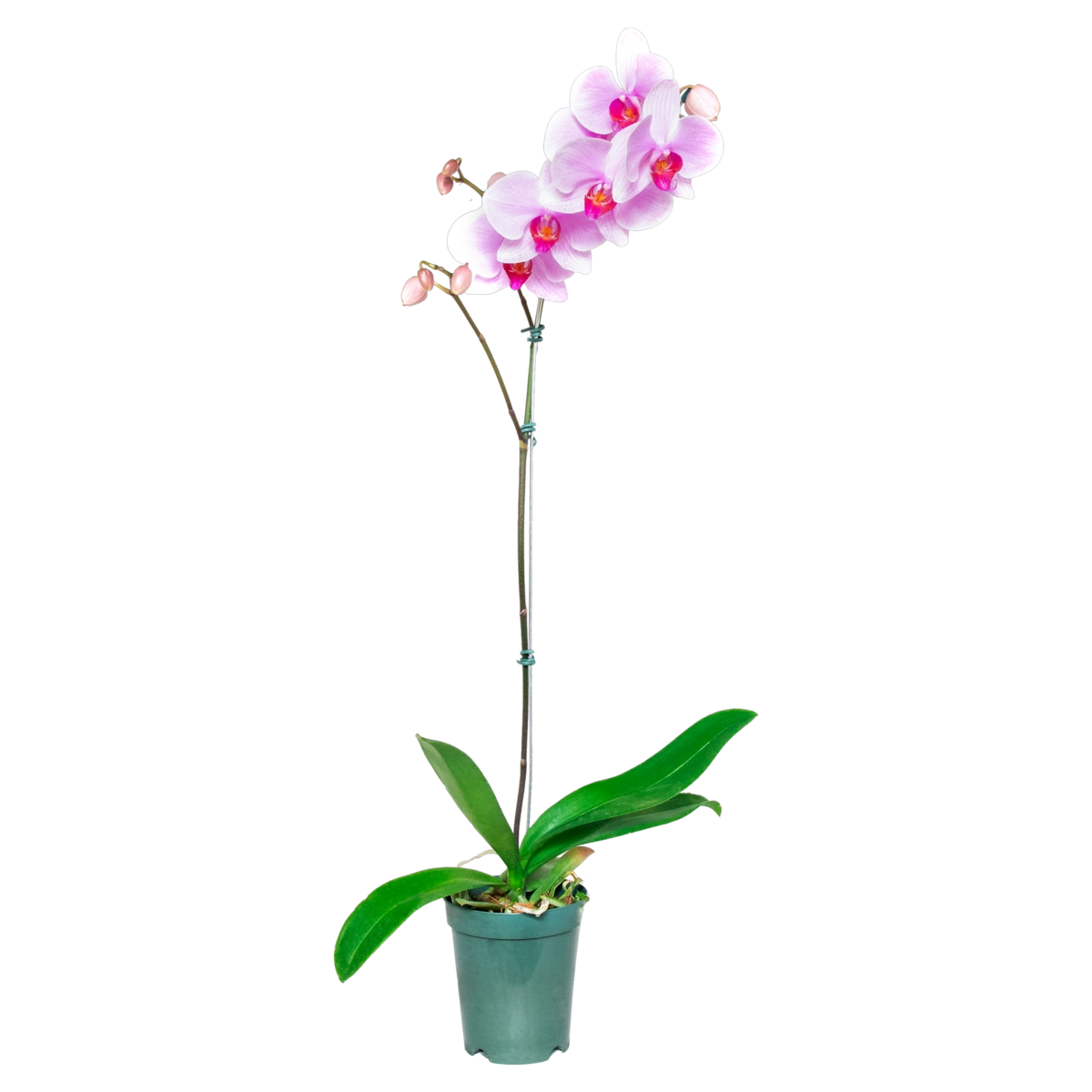 Orquídea PT15 Phalaenopsis Premium Vivarium