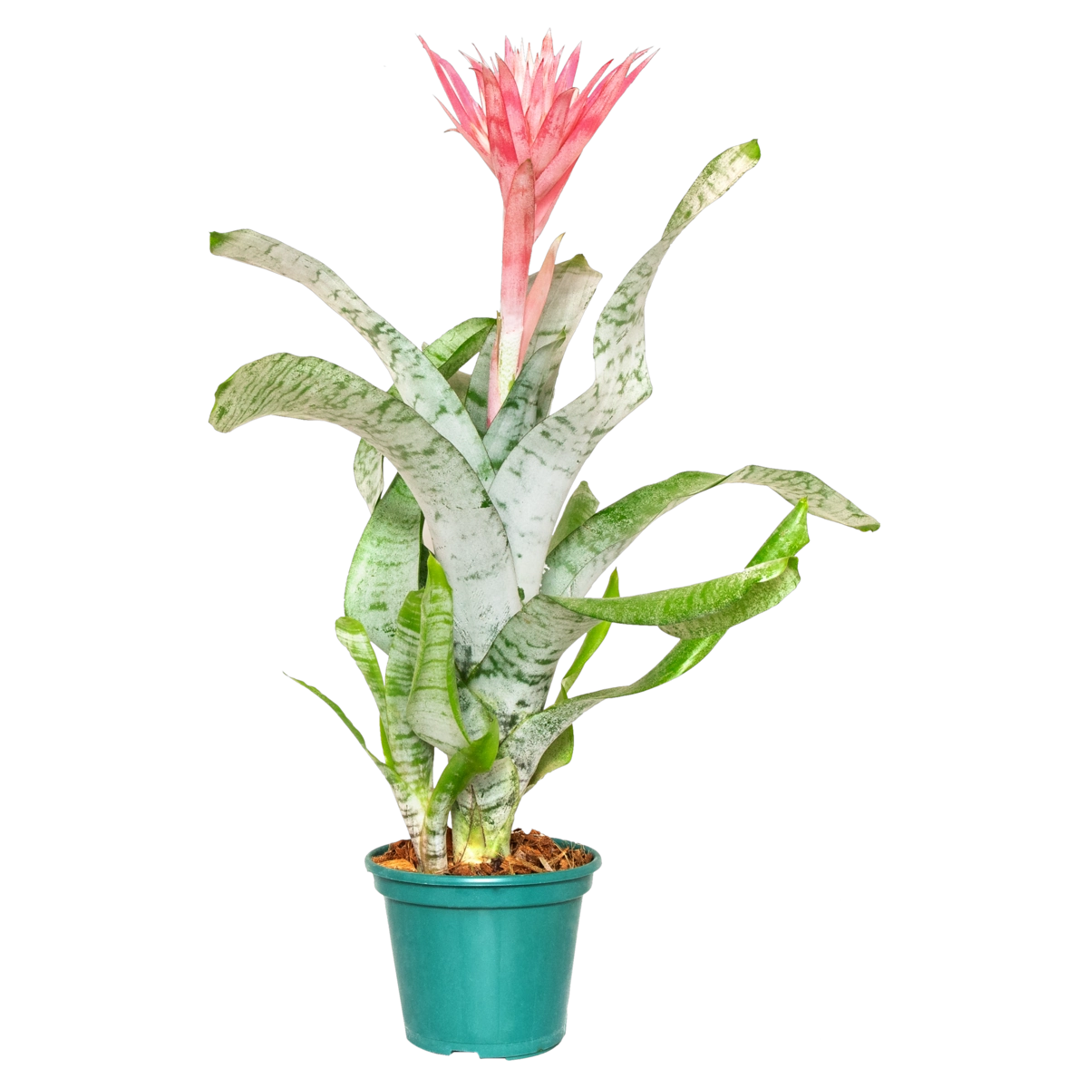 Bromélia PT12 Aechmea Fasciata Rosa VIVARIUM