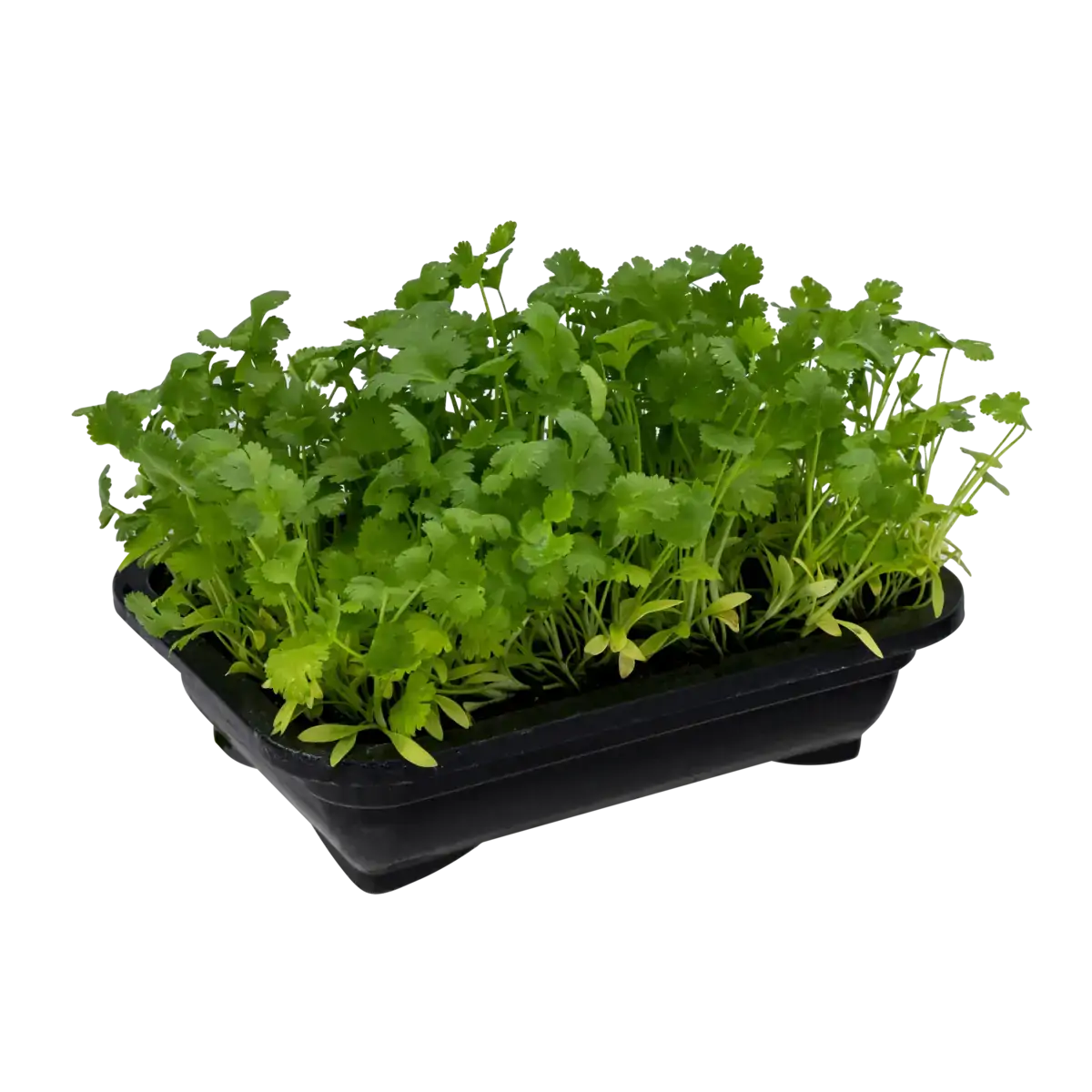Coentro Salada Viva Unidade