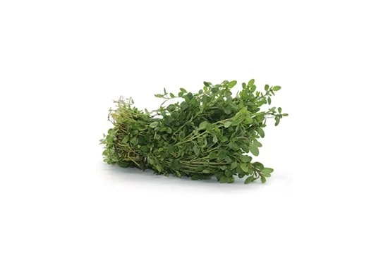 Oregano Nossa Casa Mc