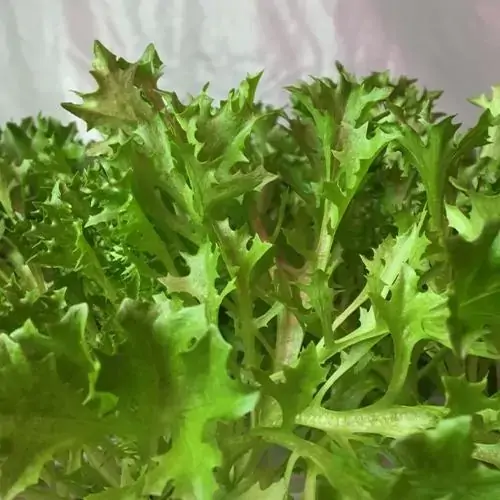 Mini Frisee Espetadinha 120g