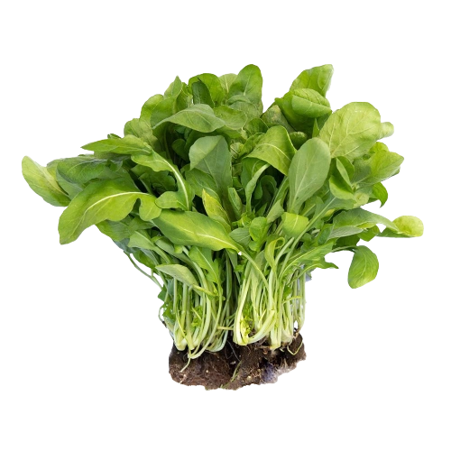Rucula Hidroponica Un