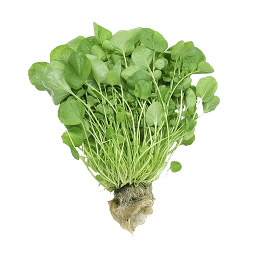 Feira Folhagem Agriao 120g Hidroponico
