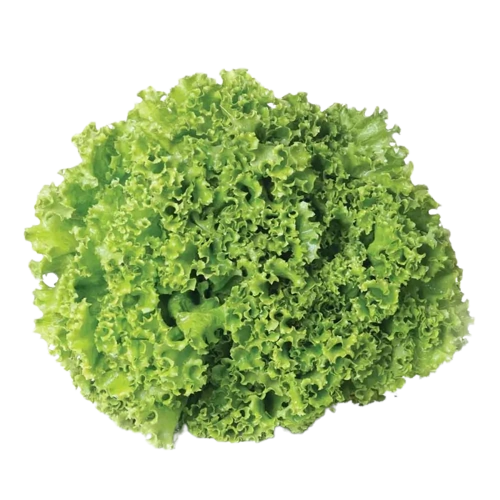 Alface Crespa
