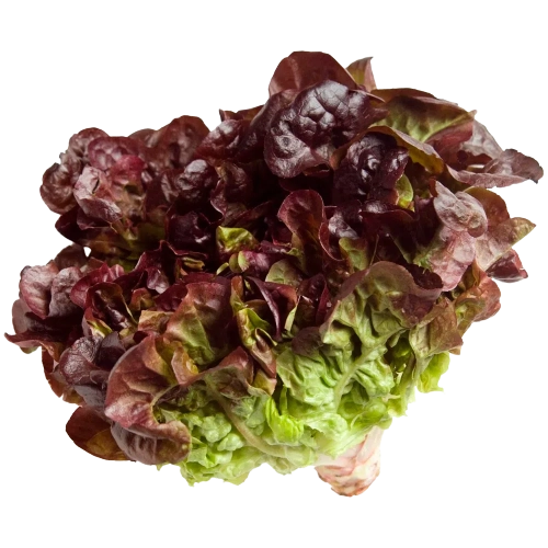 Feira Folhagem Alface Roxa 100g Hidroponico