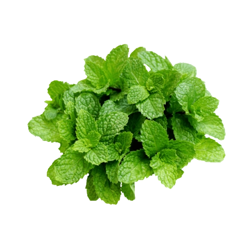 Feira Folhagem Hortela 100g Hidroponico