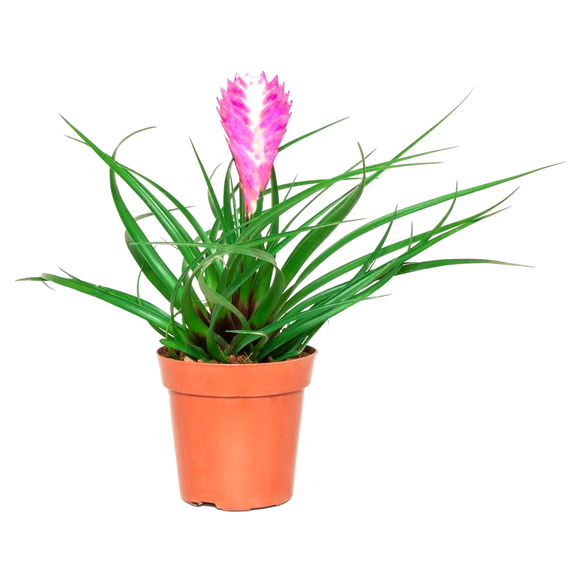 Bromélia Pt09 Tillandsia Cyanea Rosa Vivarium