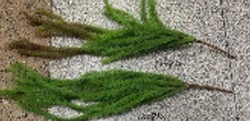 Folhagem Setaria 77cm Nmp351 Banana Toys