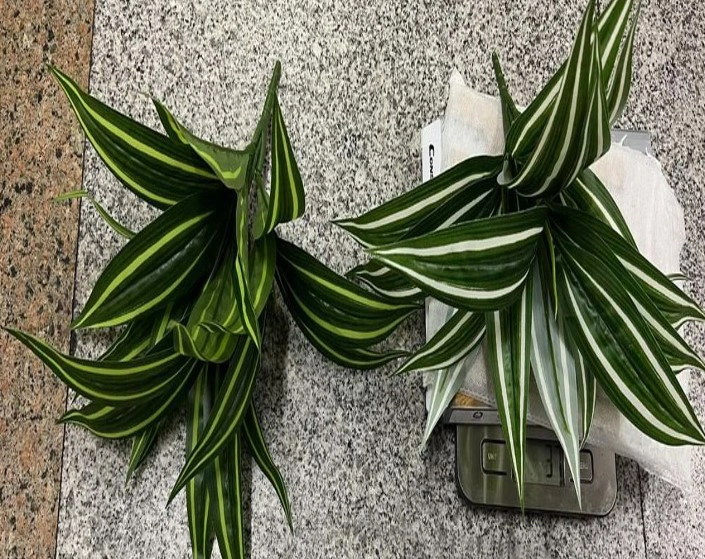 Folhagem Clorofito X4 37cm Nmp355 Banana Toys