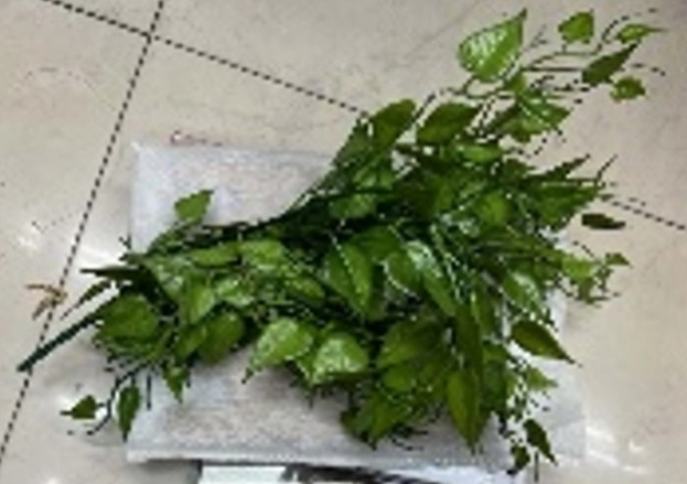 Folhagem Pothos X5 82cm Nmp374 Banana Toys