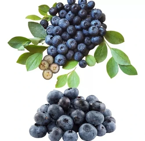 Fn Mirtillo Blueberries Bd 125gr