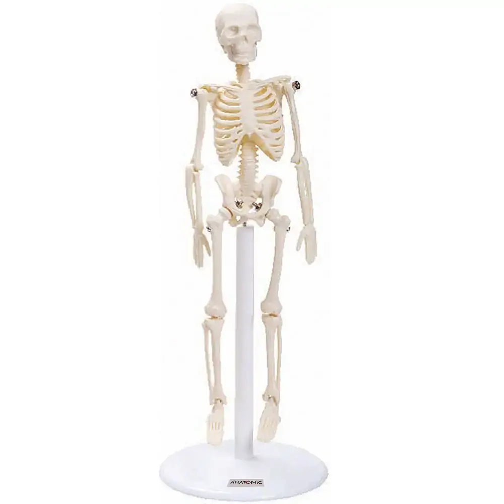 Esqueleto De 20 Cm