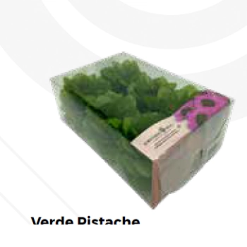 Forminha Seda Flor Lily Verde Pistache C/30