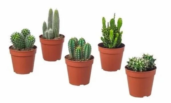 Cactus Mini P09
