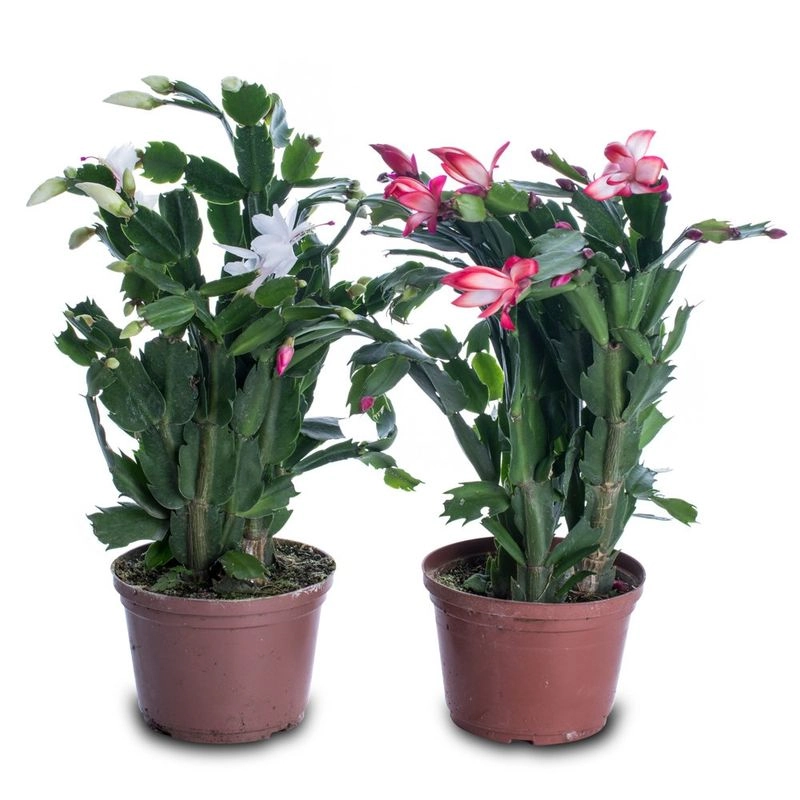 Flor De Maio P15
