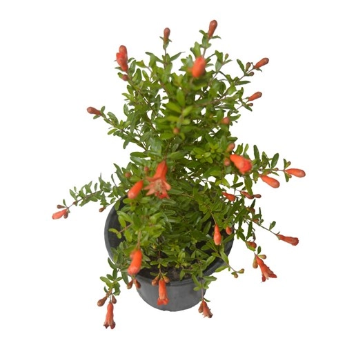 Planta Roma Ornamental P.14