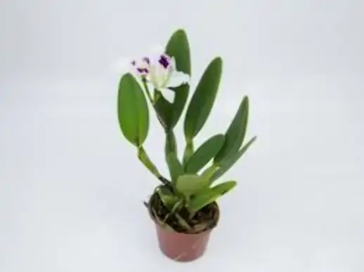Flor Orquidea Cattleya 1 Flor