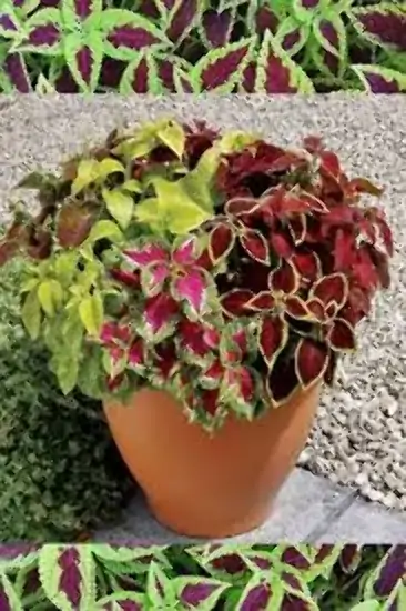 Coleus Pt15