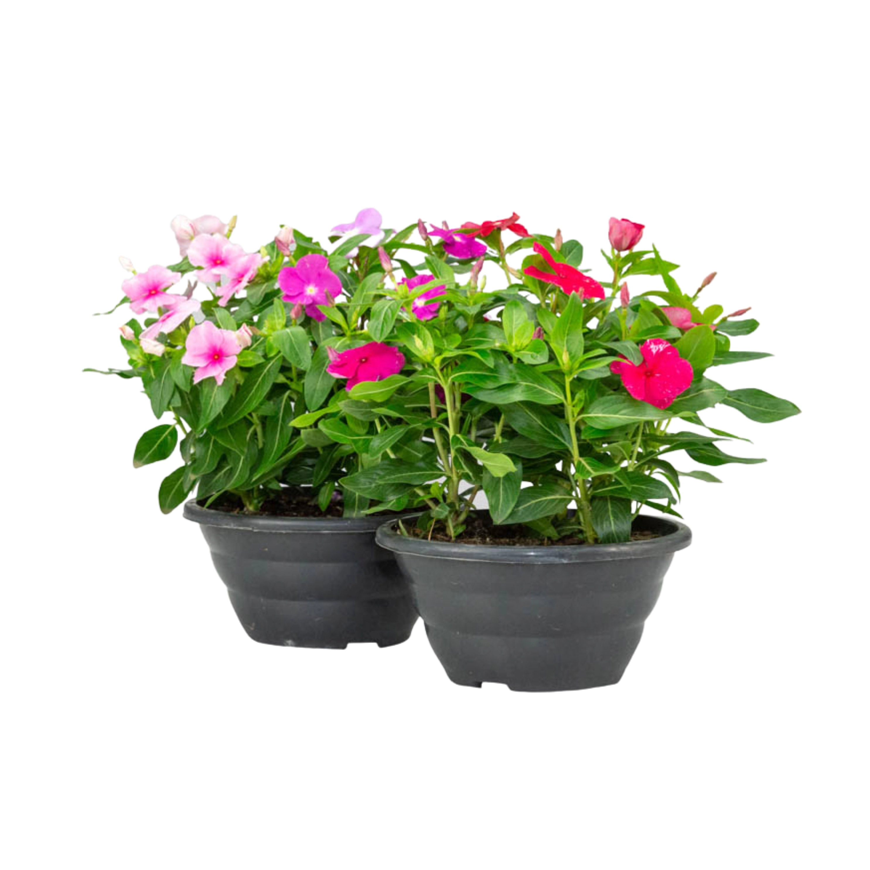 Planta Vinca C21