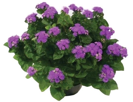 Planta Agerantum P14