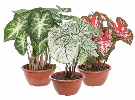 Planta Caladium Variado Fc