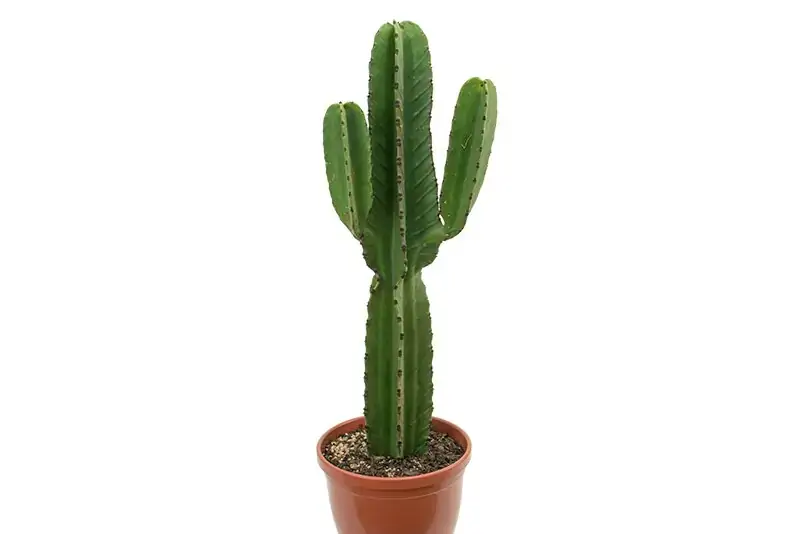 Planta Mandacaru P.30