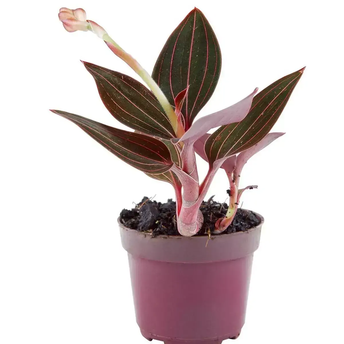 ORQUIDEA LUDISIA