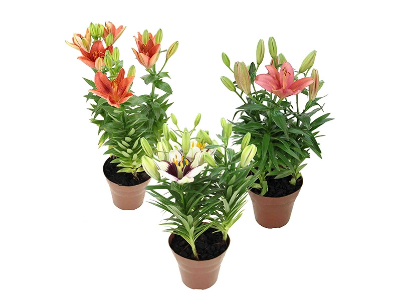 Lirio Variado Especial P15
