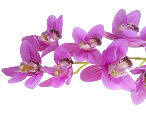 Flor Cymbidium P24