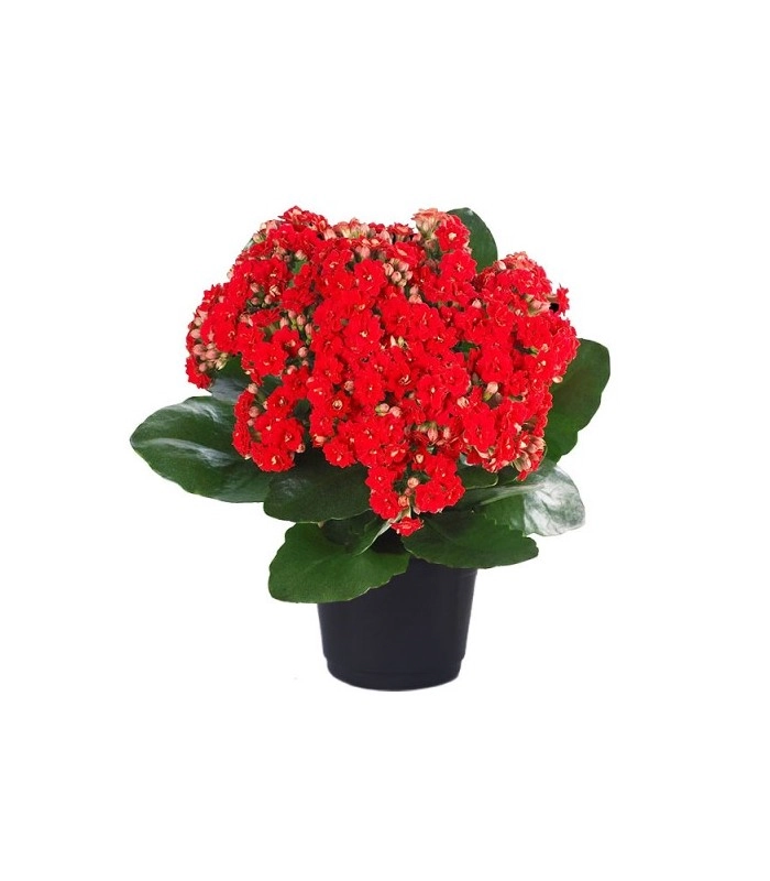 Flor Calandiva P06