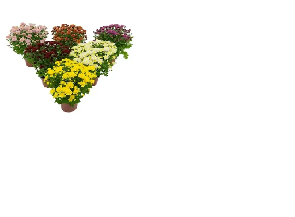 Flor Crisantemo P11