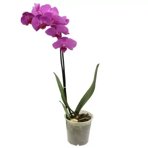Planta Bonsai Jov Fruta