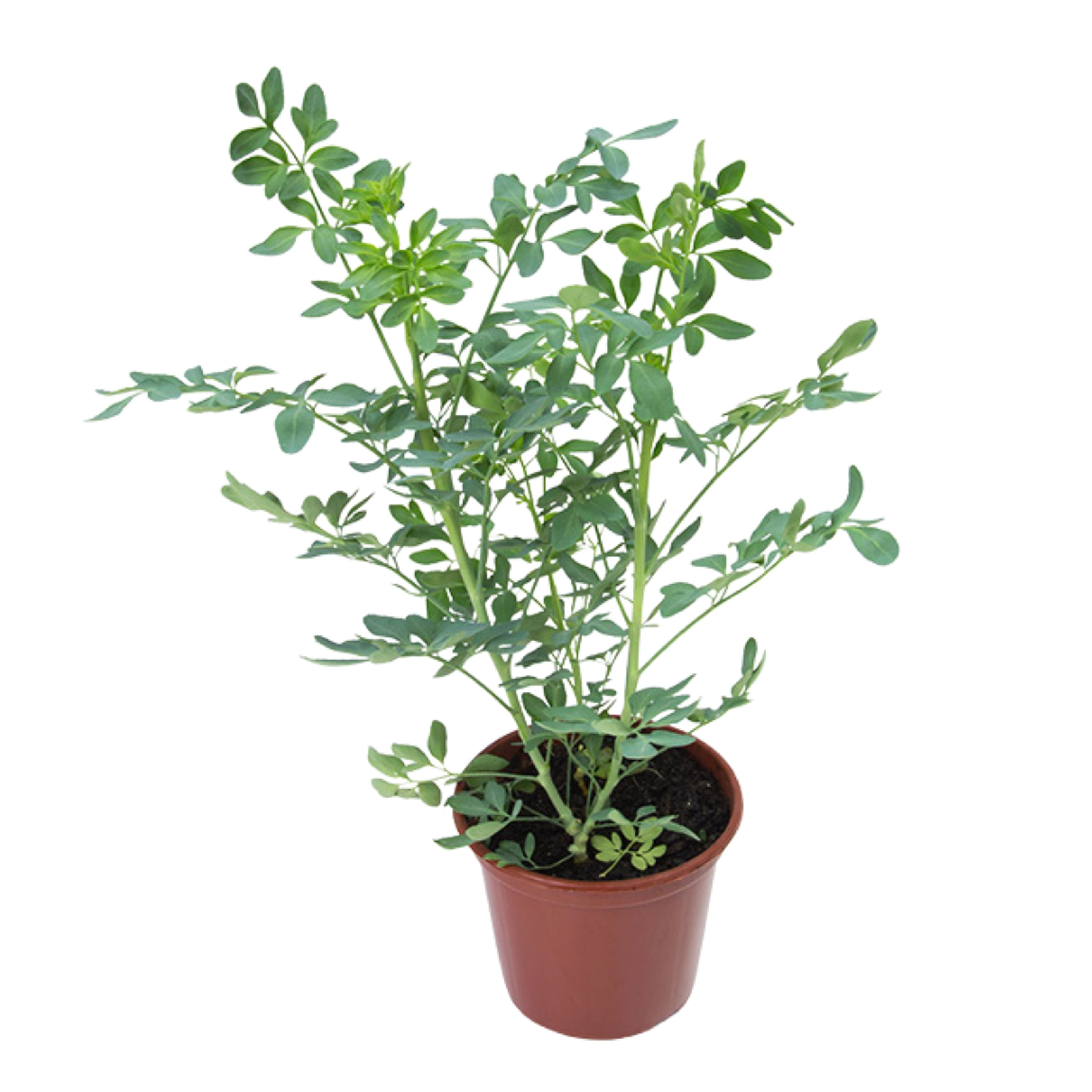Planta Arruda P.15