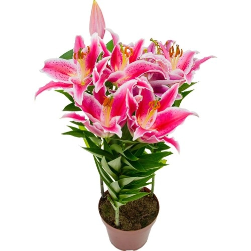 Flor Lirio Tiny Bee P15