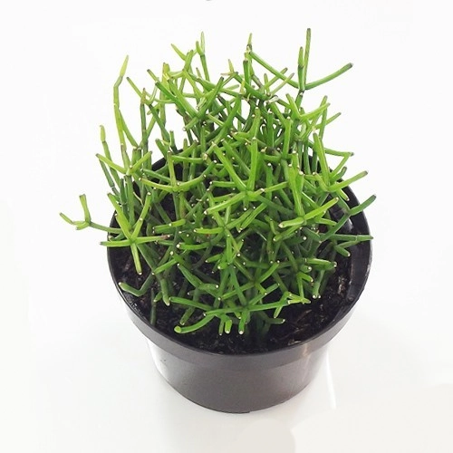 Rhipsalis Pt 11