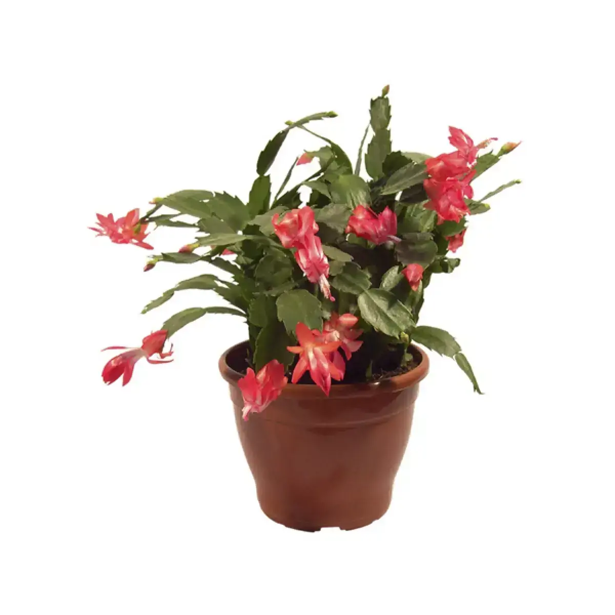 FLOR DE MAIO POTE 06