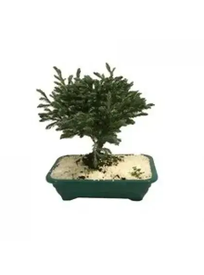 BONSAI JUNIOR PT13