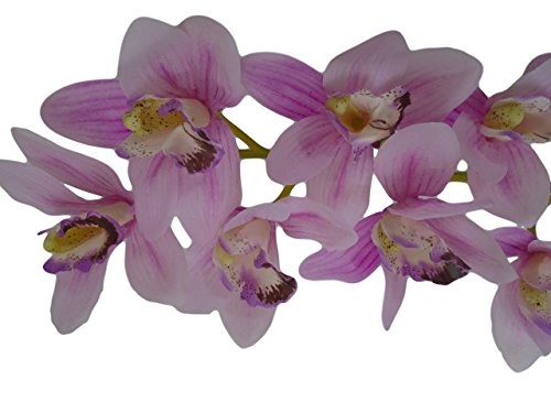 Planta Cymbidium Maxi Fc