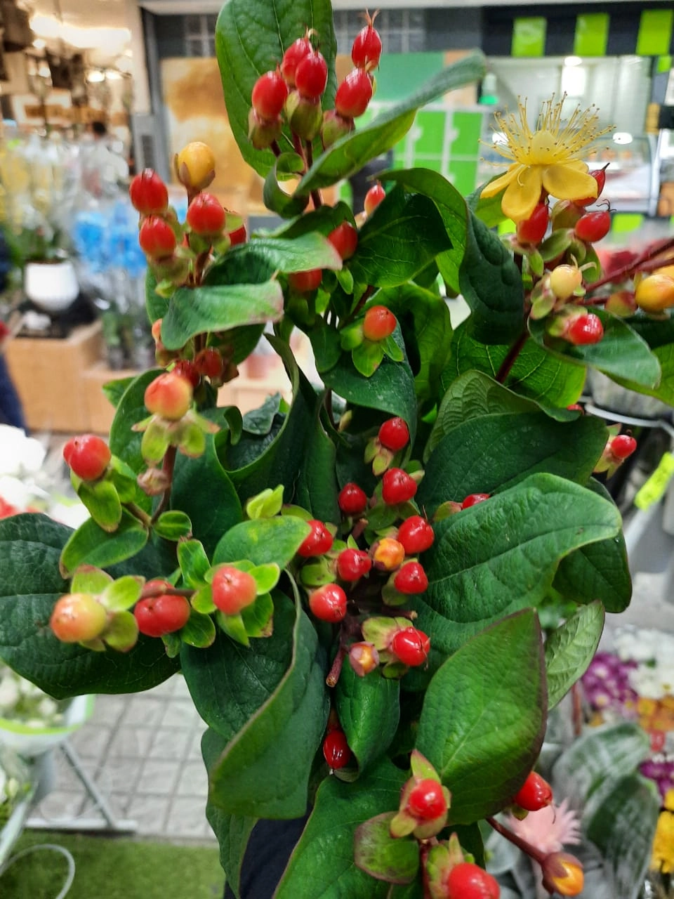 Hypericum Maco