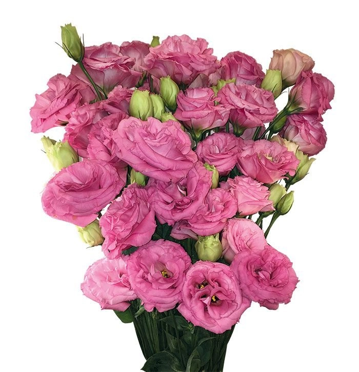 Lisianthus Echo Variado 060cm